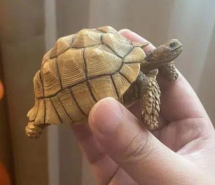 股票在线配资平台 2012年，北京一男子捡到一只乌龟，足足养7年，越养越发觉不对劲