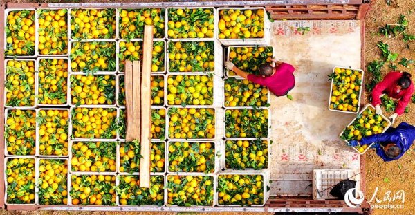 实盘配资炒股最新 江西大余：脐橙丰收采摘忙